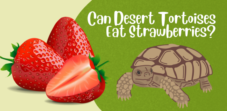 Can Desert Tortoises Eat Strawberries? Exploring the Palate of Desert Tortoises: