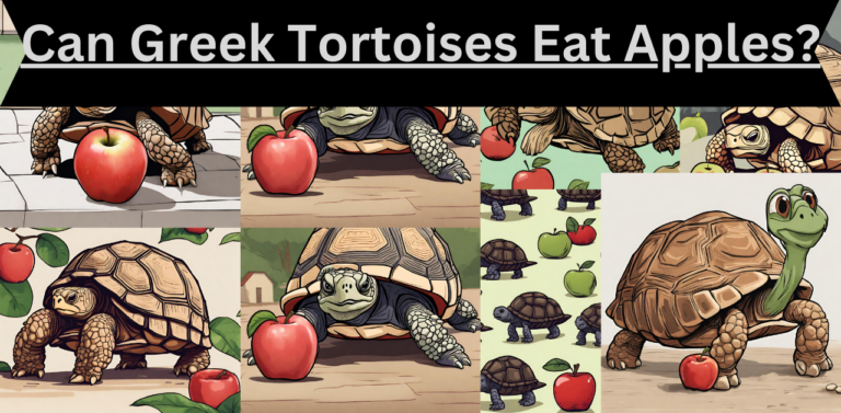 Can Greek Tortoises Eat Apples? Feeding Greek Tortoises