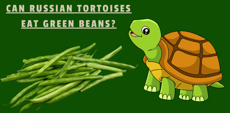 Can Russian Tortoises Eat Green Beans? The Nutritional Palette
